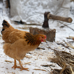 several yellow chickens in the yard of the farmhouse and A deck of firewood in the background