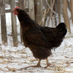Black chicken on a winter snowy rural yard