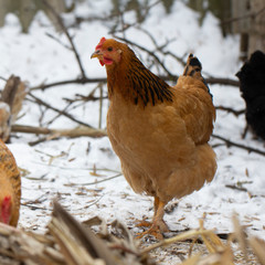 adult orange chicken pecks of grain outdoors