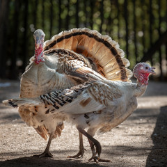 Two red Ardenne-type turkeys Courtship display