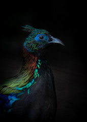 Himalayan moral pheasant -Lophophorus impejanus colse-up