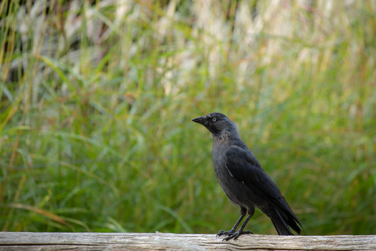 carrion crow (Corvus corone)