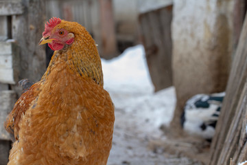adult orange chicken pecks of grain outdoors