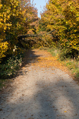 Fallen tree on the way.