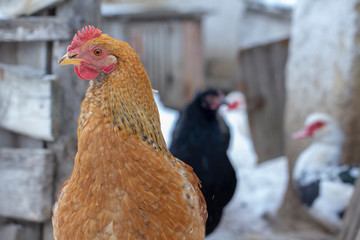 several yellow chickens in the yard of the farmhouse and A deck of firewood in the background
