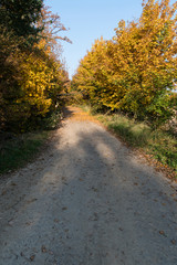 Fototapeta premium Fallen tree on the way.