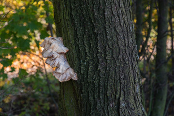 Mushroom growing on a tree trunk.