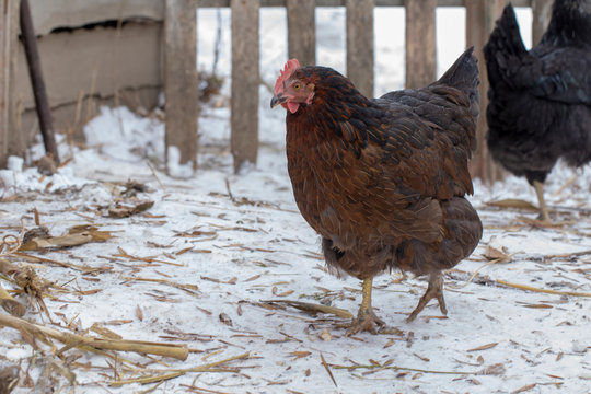 Black chicken on a winter snowy rural yard