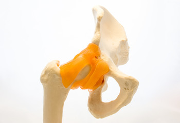 Anatomical model of hip joint with tendons and ligaments with femur and pelvis bones isolated on...