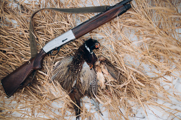 poor killed bird and a gun on the snow. close up top view shot. cruelty and violence concept