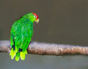 red crowned amazon parrot sitting on a branch, a endangered bird specie from Mexico