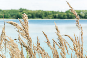 Fototapeta premium straw on lake background on summer time