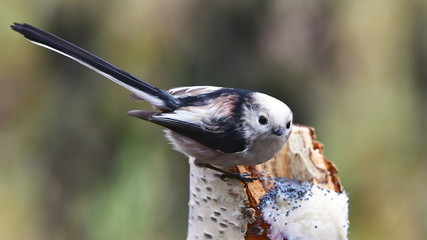 long-tailed tit or long-tailed bushtit