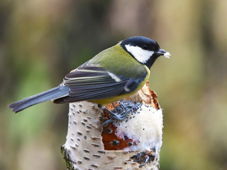 great tit