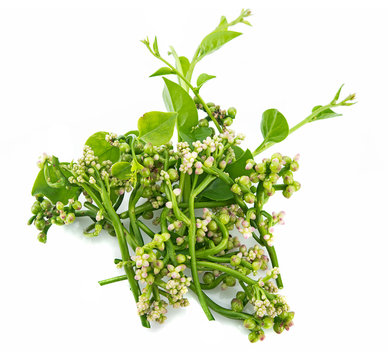 edible flowers and leaves basella alba isolated on white background