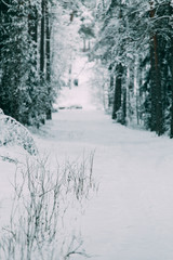magical snow covered trees. beautiful winter landscape