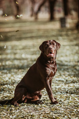 Beautiful brown labrador in the park