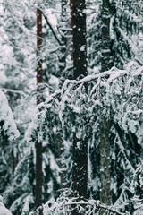 magical snow covered trees. beautiful winter landscape