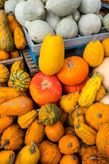 pumpkins at the market at the Montreal market