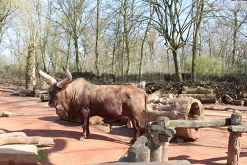 Watussirind, Zoo