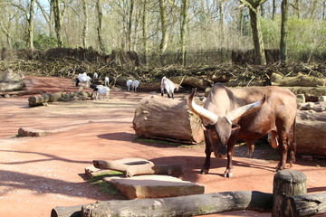 Watussirind, Zoo