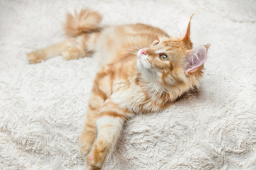 рыжий кот мейн-кун лежит на диване - obrazy, fototapety, plakaty