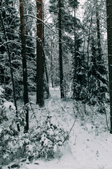 magical snow covered trees. beautiful winter landscape