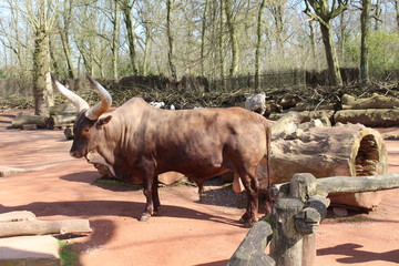 Watussirind, Zoo