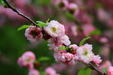 beauty of flowers flowering tree