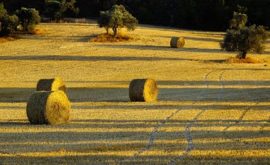 sheaves on a mown field at sunset in Cyprus