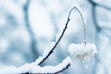winter snow fluffy skoumpia shrub seeds against the sky