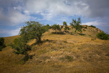 tree on the hill