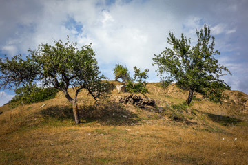 деревья на холме