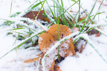 winter grass and foliage under the snow