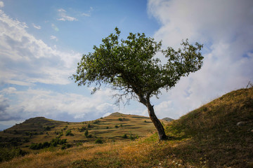 tree on hill