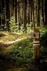 forest road