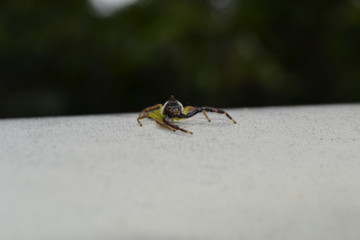Mopsus Mormon