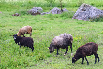 sheep in pasture