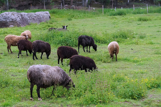sheep in pasture