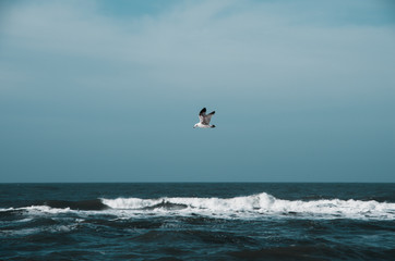 M&ouml;ve &uuml;ber dem Meer