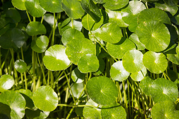 Gotu kola tree
