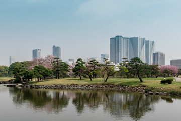 Fototapeta premium skyline tokyo