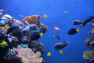 Naklejka na ściany i meble fisch, unter wasser, meer, koralle, reef,