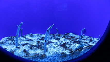 fisch, unter wasser, meer, koralle,