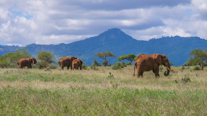 Elephants on savannah