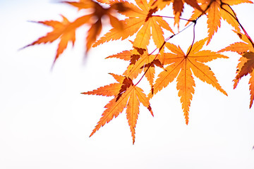 Maple tunnel in autumn of Kawaguchiko, Japan