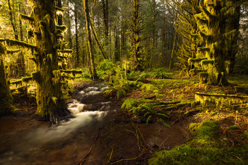 Obraz premium The rainforest with back lit sunlight in the Pacific Northwest, Washington State