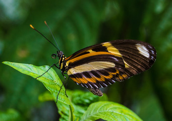 Fototapeta na wymiar Amazon Rainforest Insect