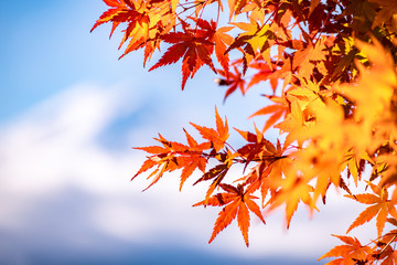 Maple tunnel in autumn of Kawaguchiko, Japan