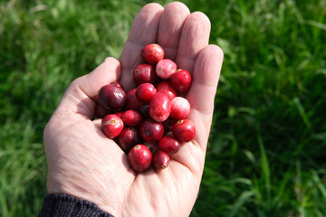 Hand full of cranberries outside over greenery